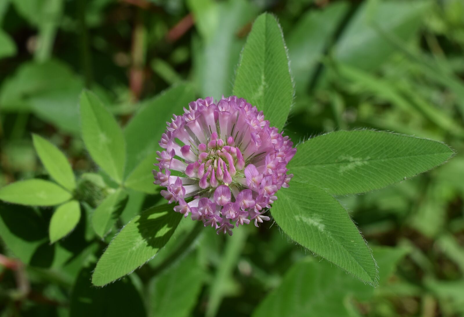 Nikon D3300 sample photo. Top-down purple clover, blossom photography