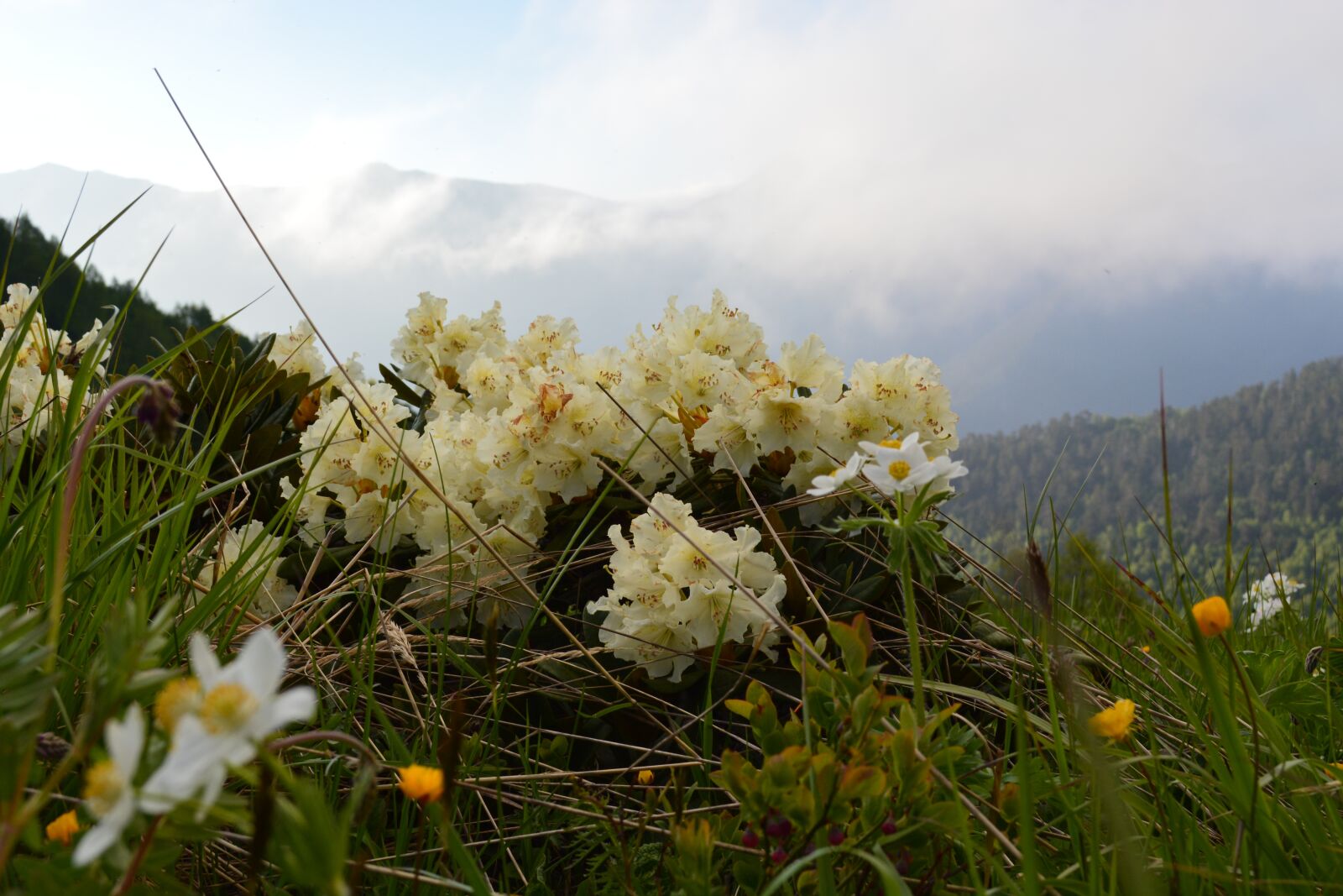 Nikon D5200 sample photo. Arkhyz, the caucasus, nature photography