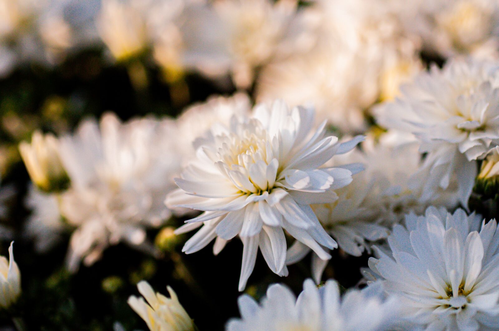 Nikon D90 sample photo. White flowers, bloom, blossom photography