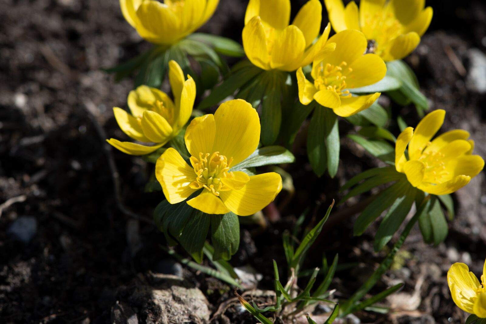 Nikon D750 sample photo. Winter linge, flowers, yellow photography