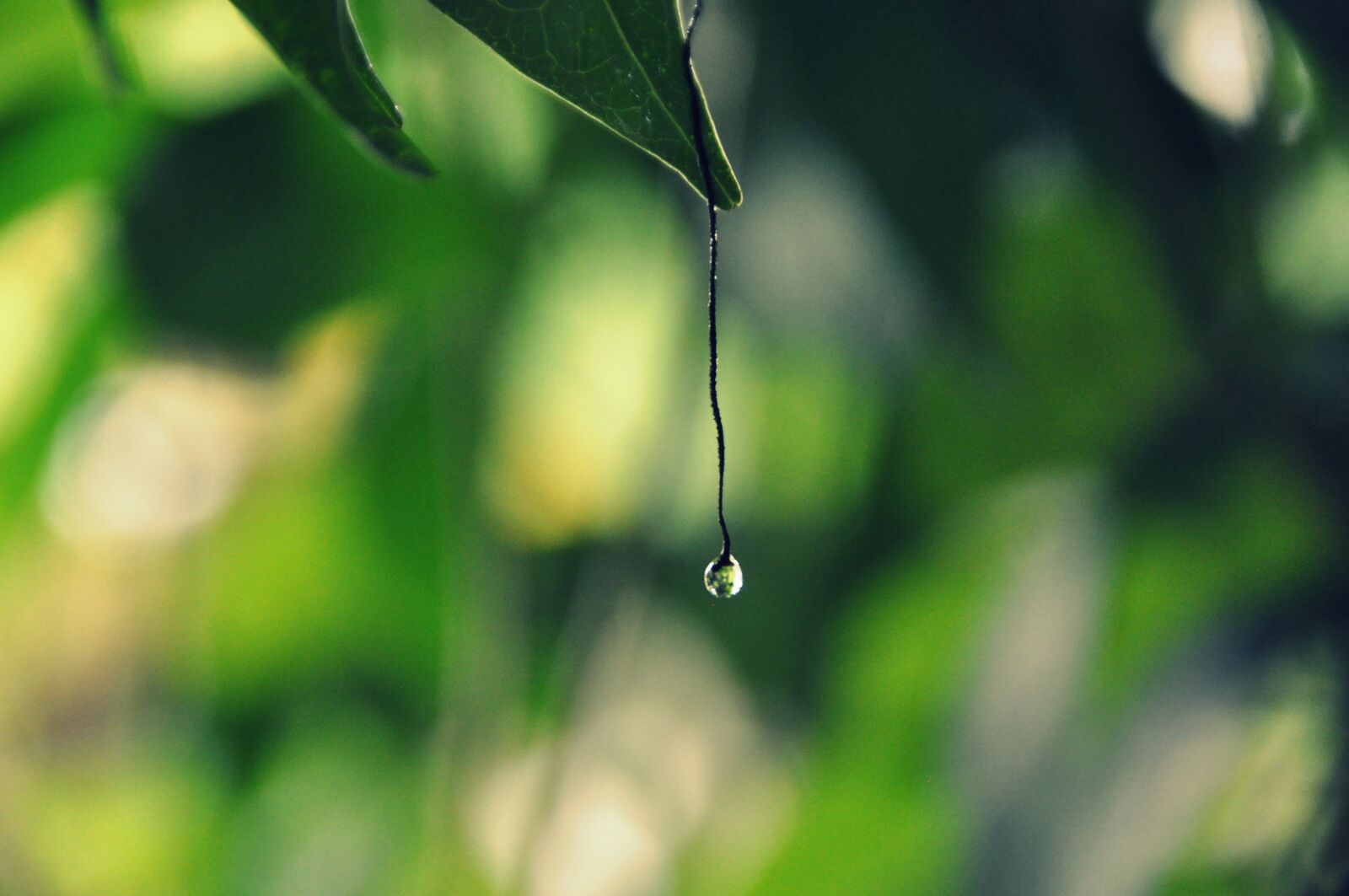 Nikon D5000 sample photo. Leaf, flora, growth photography