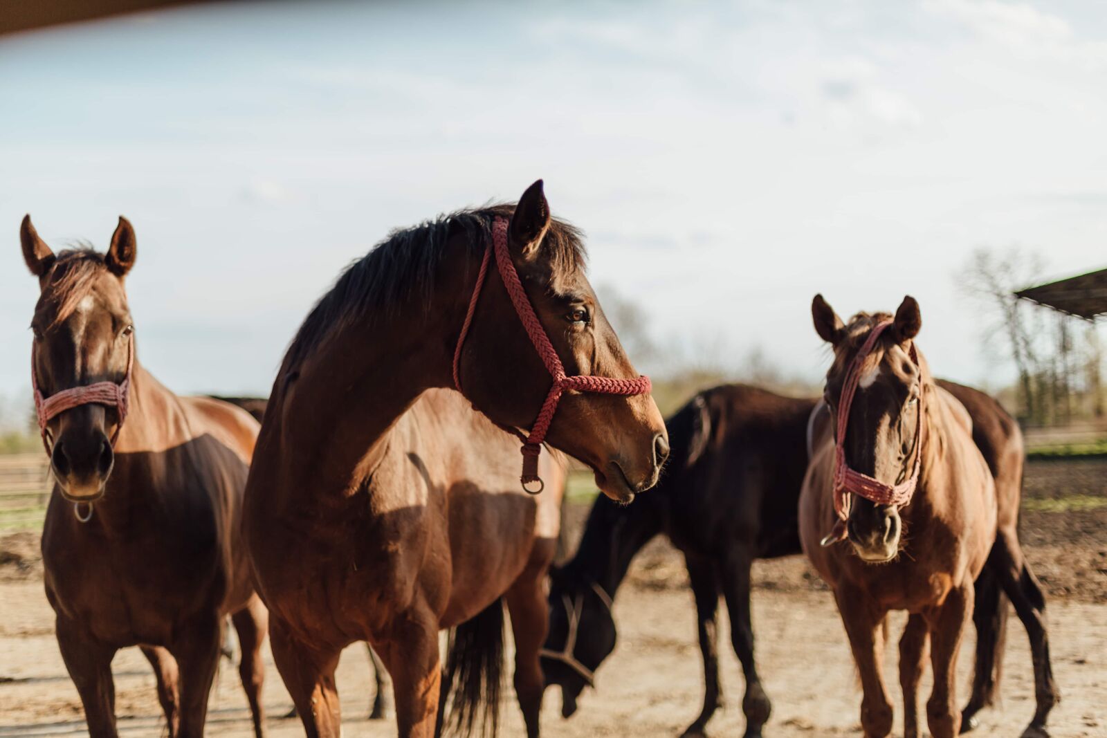Canon EOS 5D Mark III sample photo. Equine, horses, mustang, horse photography