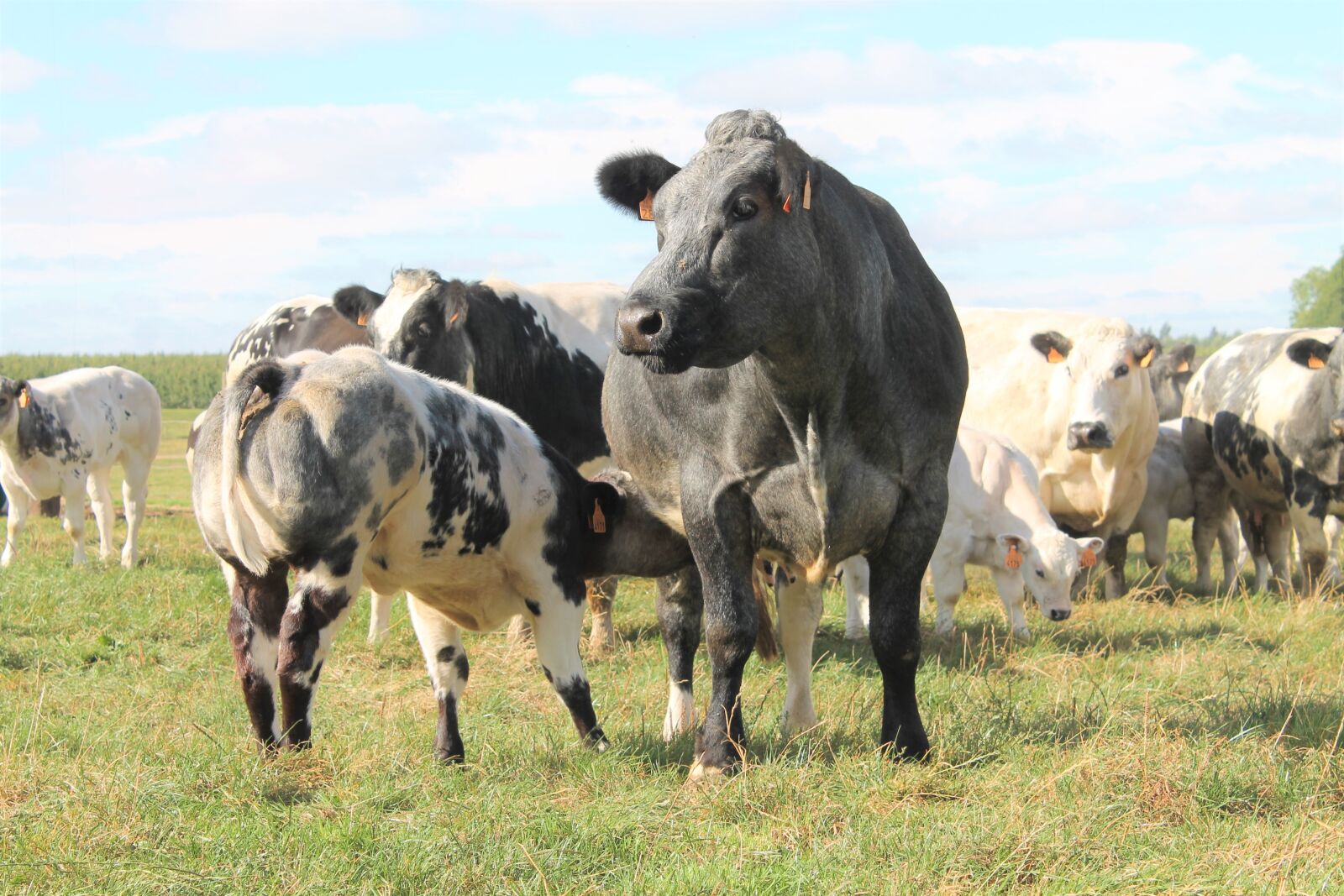 Canon EOS 1100D (EOS Rebel T3 / EOS Kiss X50) sample photo. Cow, calf, beef cattle photography