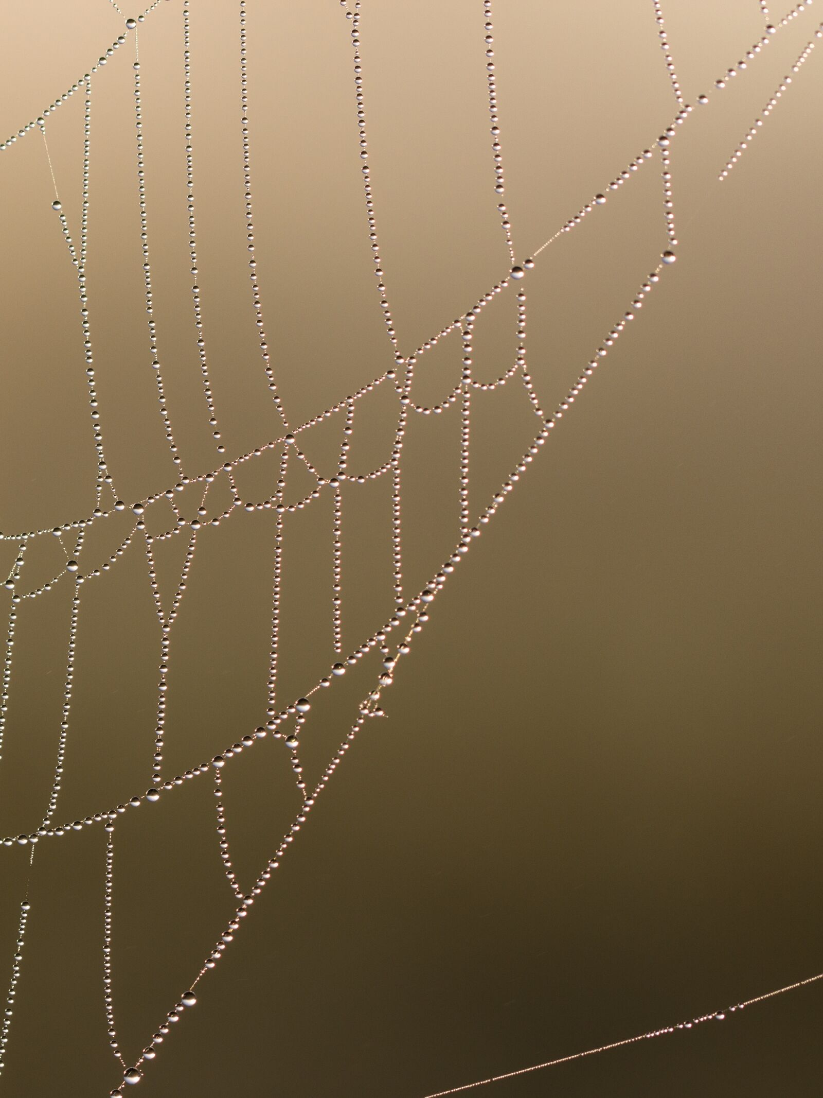 Canon EF 100mm F2.8L Macro IS USM sample photo. Web, cobweb, morgentau photography