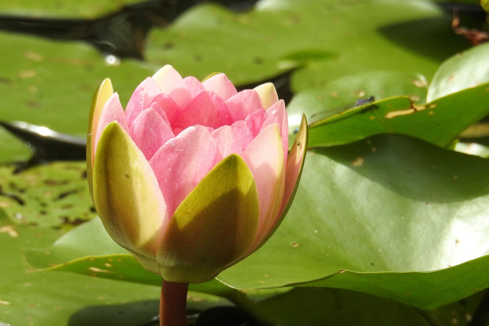 Nikon Coolpix P900 sample photo. Water lily, nuphar lutea photography