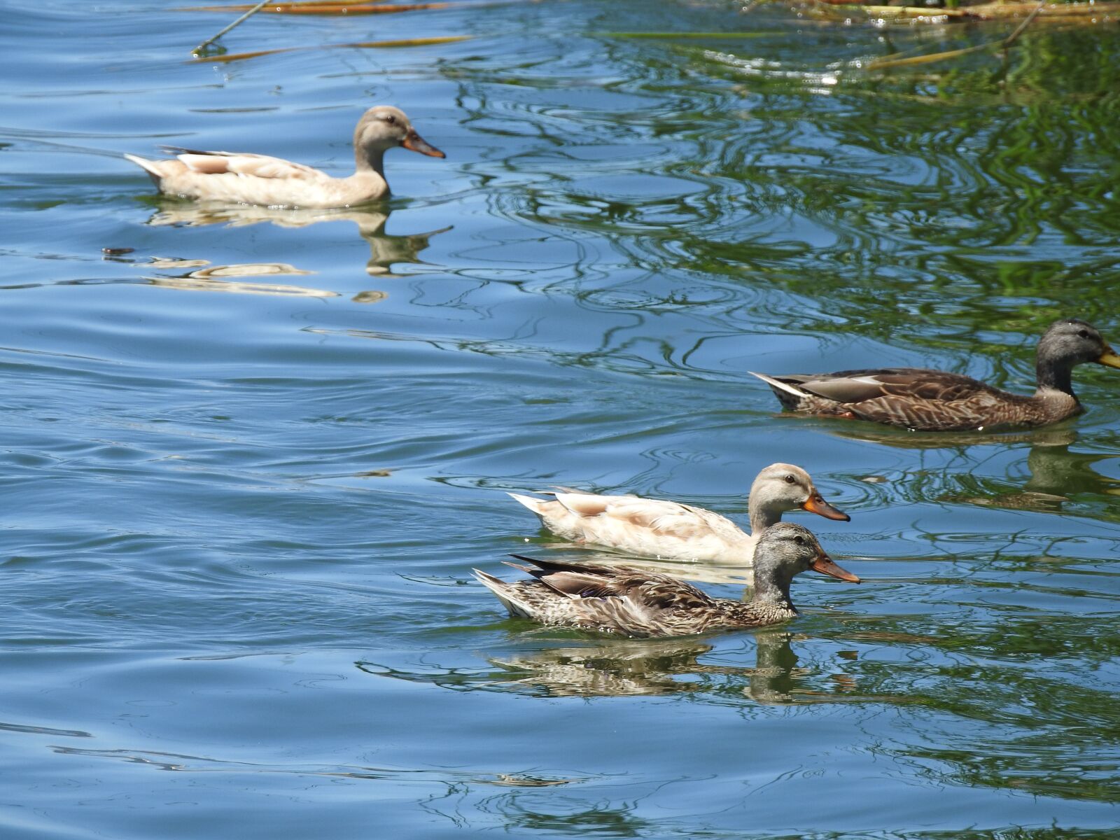 Nikon Coolpix P900 sample photo. Ducks, pond, lake photography