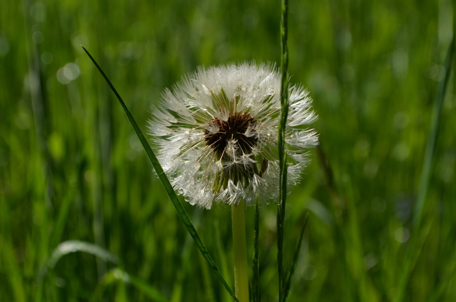 Nikon D5100 sample photo. Faded dandelion, fluff, dandelion photography