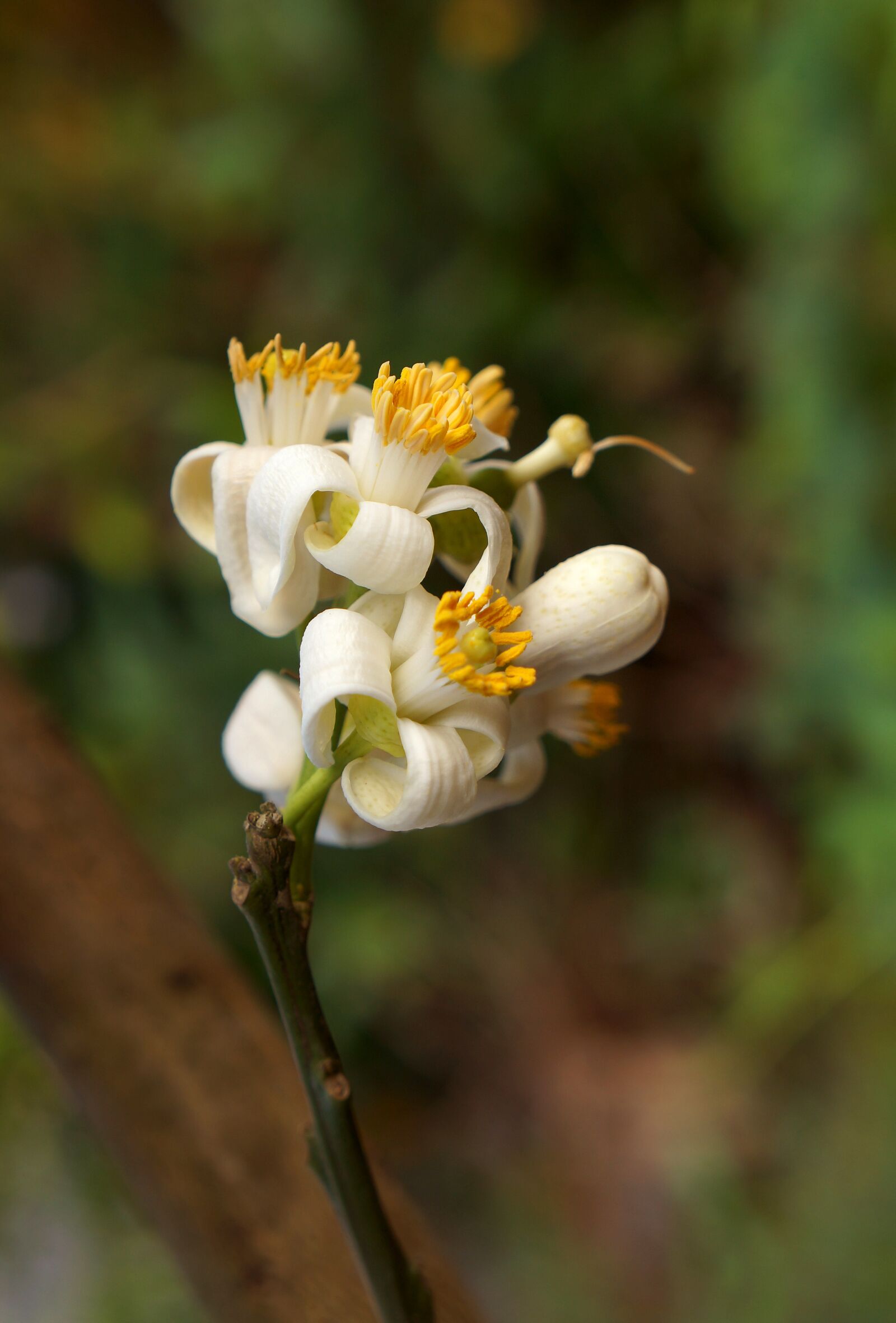 Sony Alpha NEX-F3 + Sony E 18-55mm F3.5-5.6 OSS sample photo. Grapefruit, bunches of flowers photography