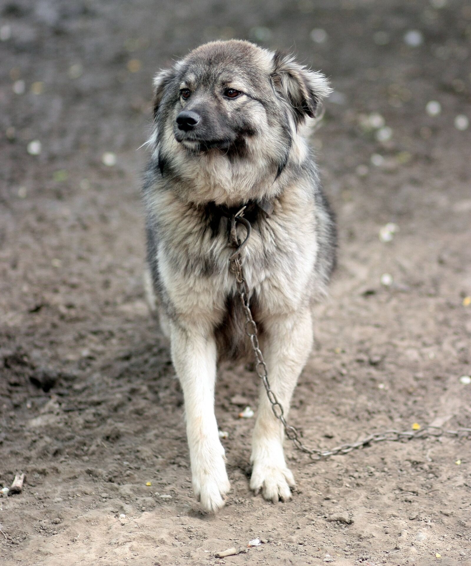 Canon EOS 450D (EOS Rebel XSi / EOS Kiss X2) sample photo. Dog, watchman, chain photography
