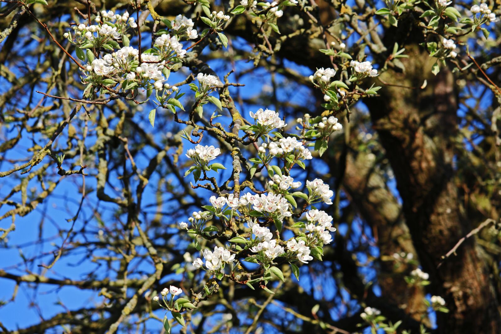 Canon EF-S 55-250mm F4-5.6 IS STM sample photo. Old pear-tree, blossoming pear photography