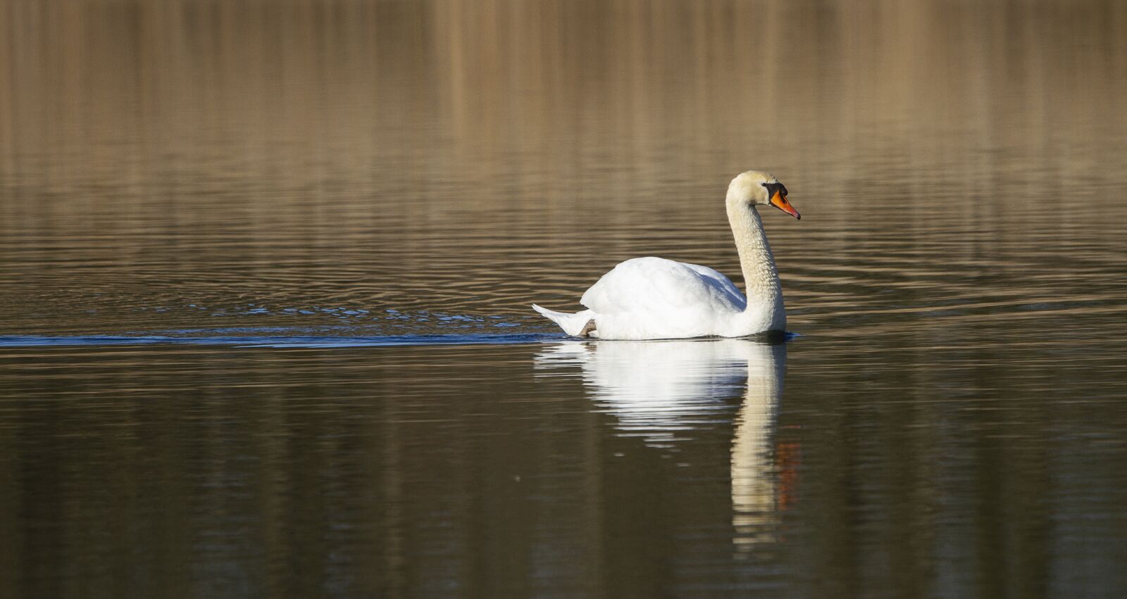Sigma 100-400mm F5-6.3 DG OS HSM sample photo. Swan, bird, water photography
