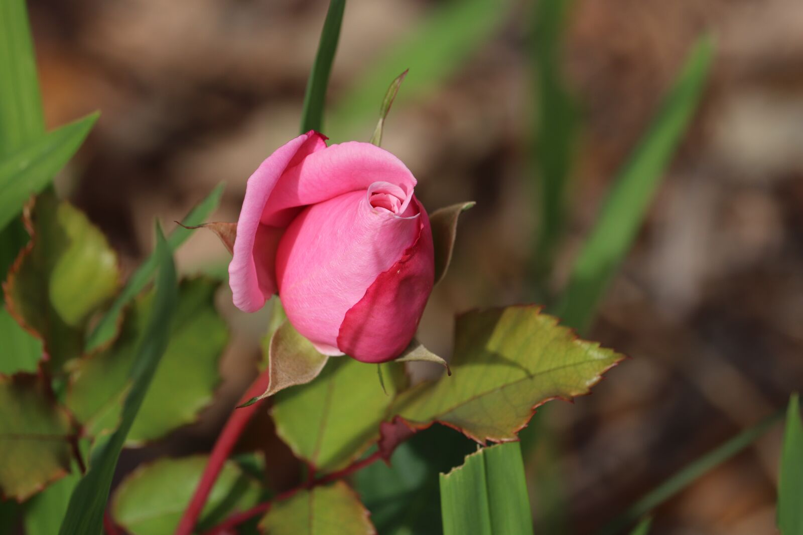 Canon EOS 800D (EOS Rebel T7i / EOS Kiss X9i) sample photo. Pink, rose bud, rose photography
