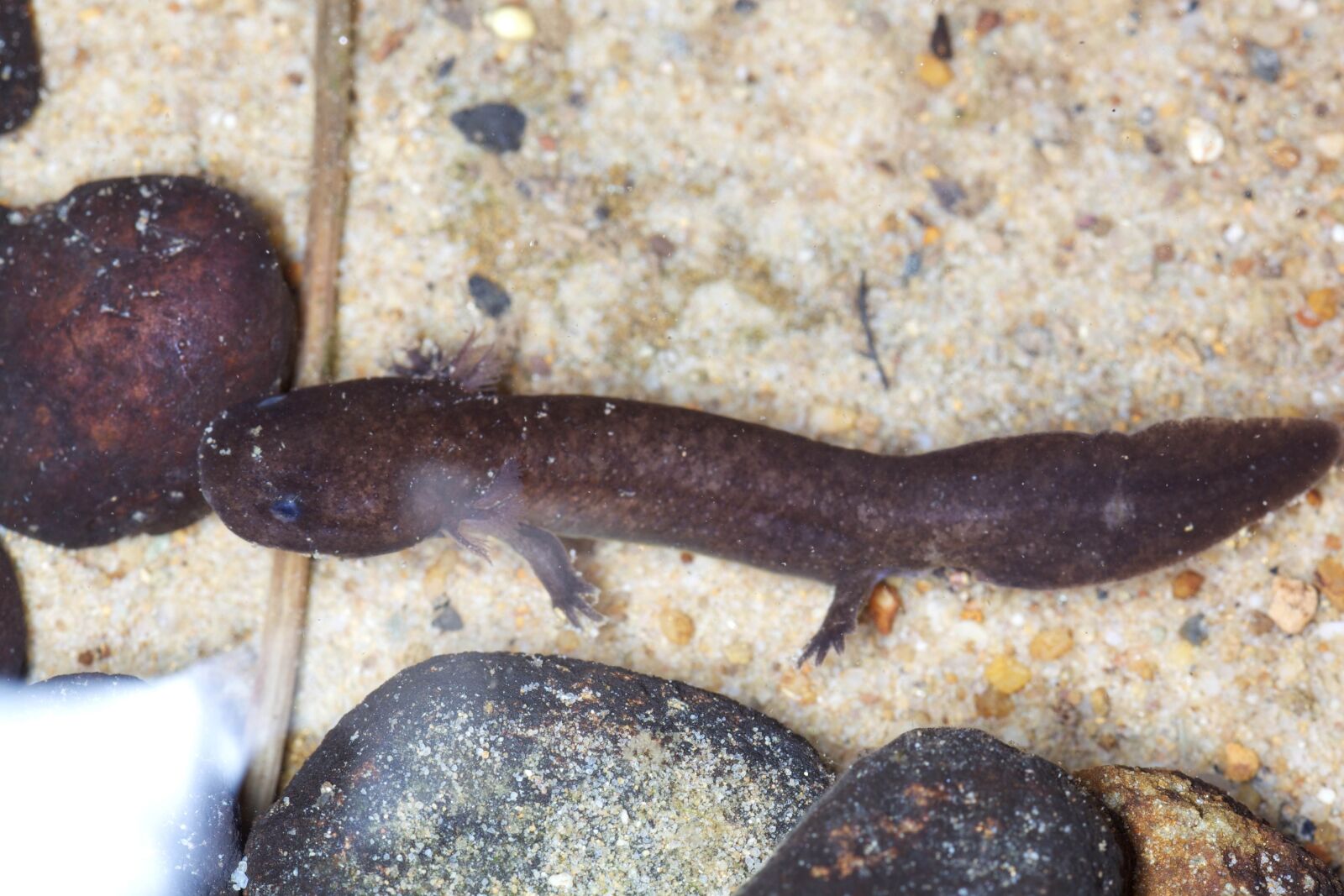 Canon EOS 5D Mark II sample photo. Hellbender, large, aquatic, salamander photography