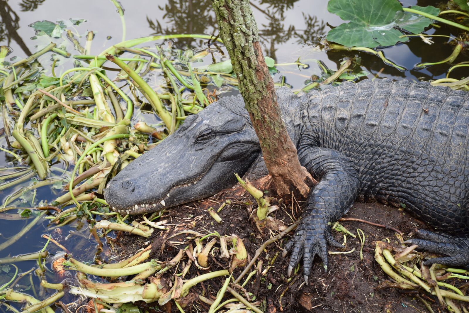 Nikon D5300 sample photo. Alligator, closeup, sleeping photography