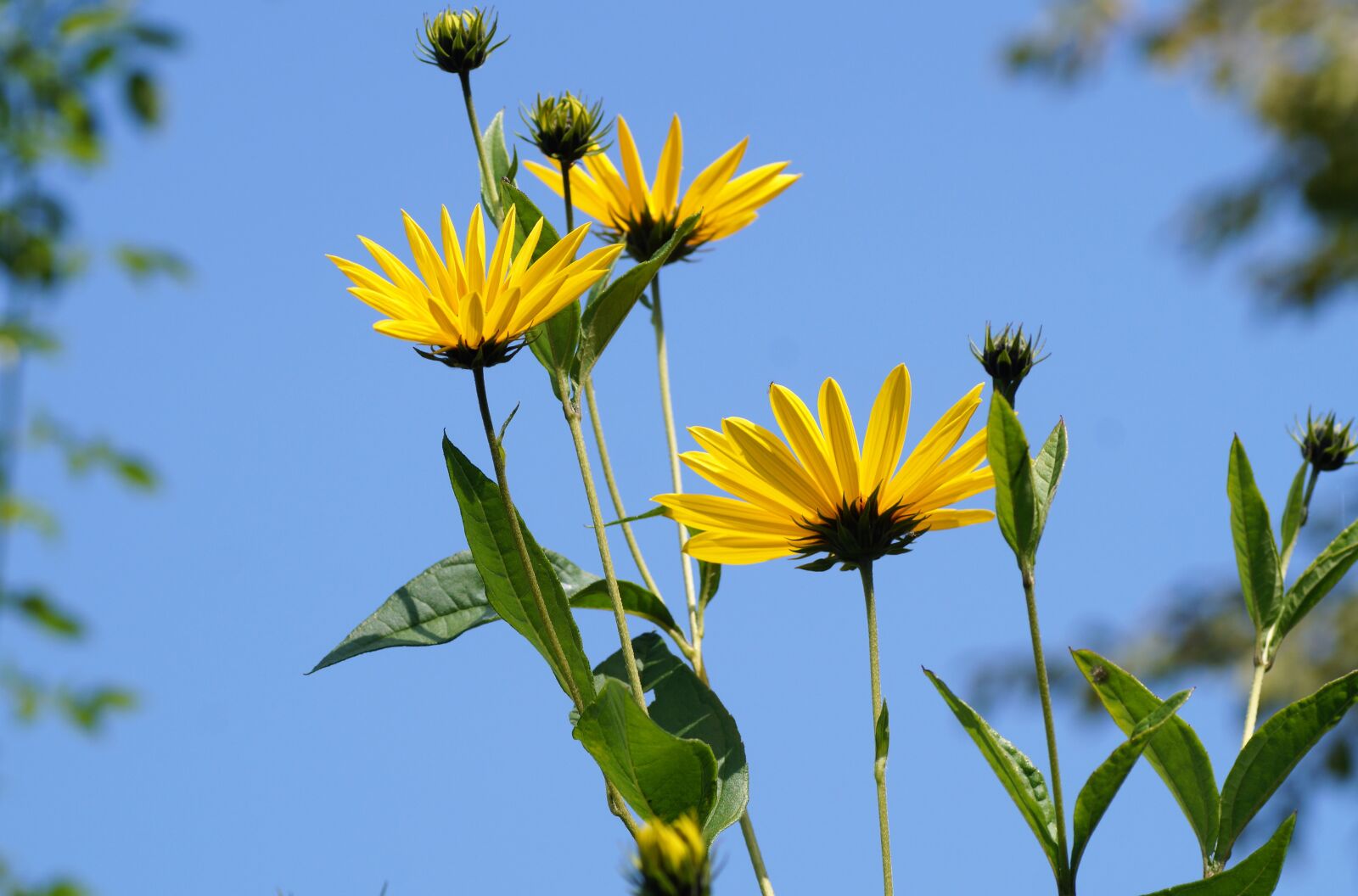 Sony SLT-A58 sample photo. Jerusalem artichoke, flower, yellow photography
