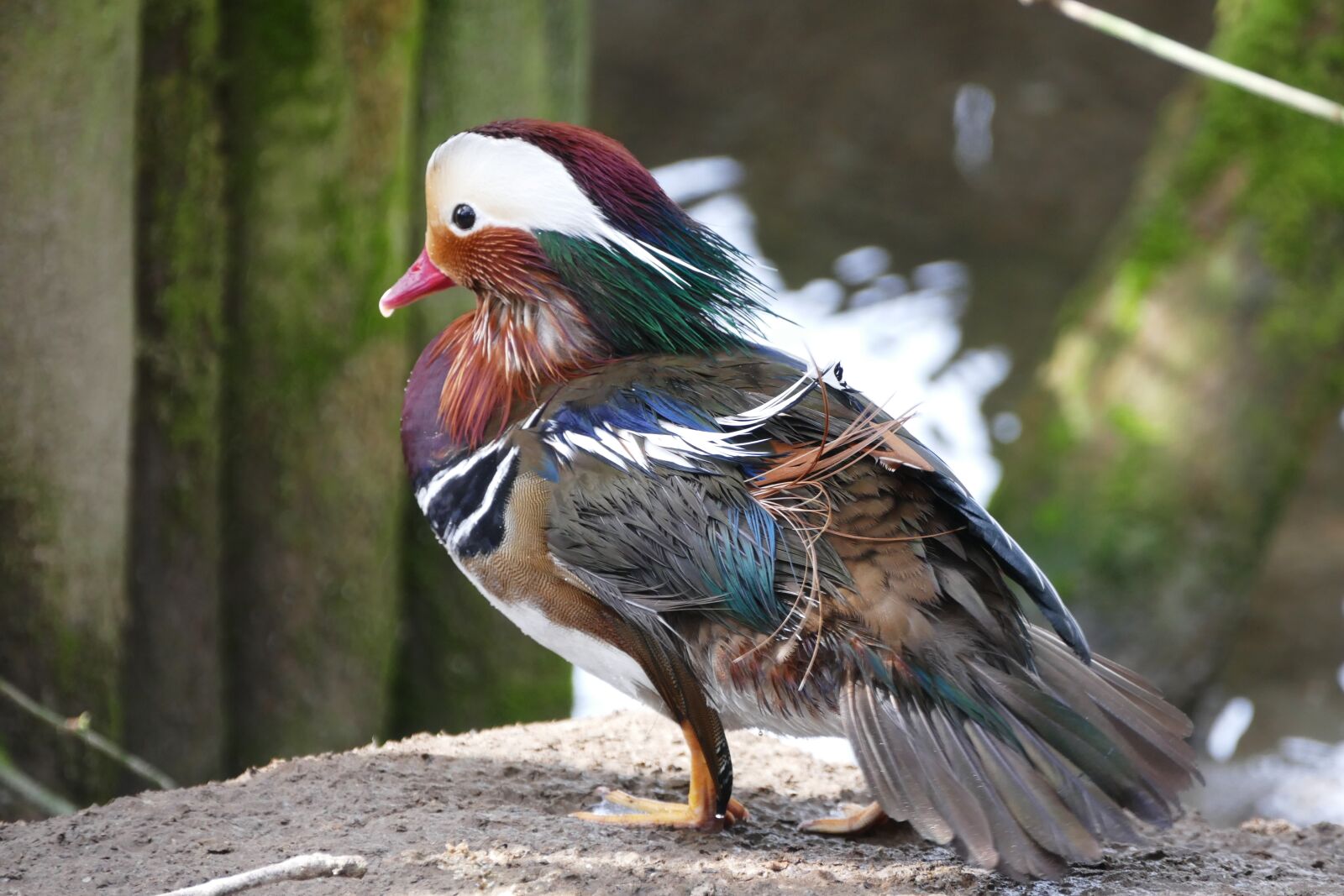 Panasonic Lumix DMC-FZ1000 sample photo. Mandarin duck, birds, mandarin photography