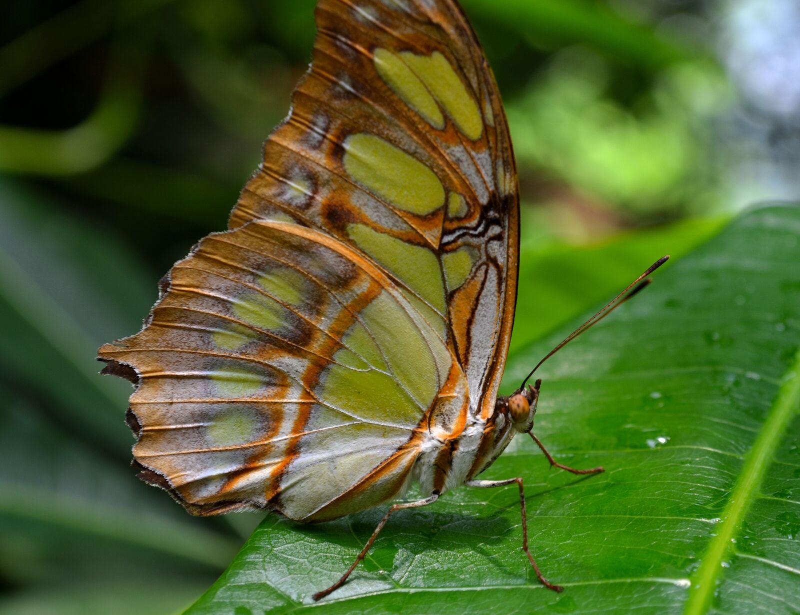 Nikon D5100 sample photo. Butterfly, butterflies, edelfalter photography