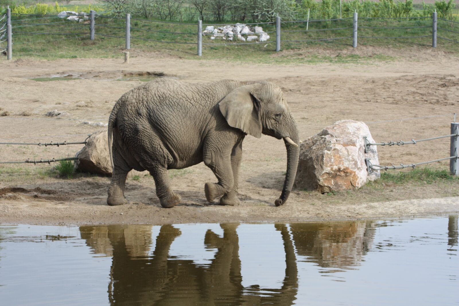 Canon EOS 450D (EOS Rebel XSi / EOS Kiss X2) sample photo. Elephant, african elephant, loxodonta photography