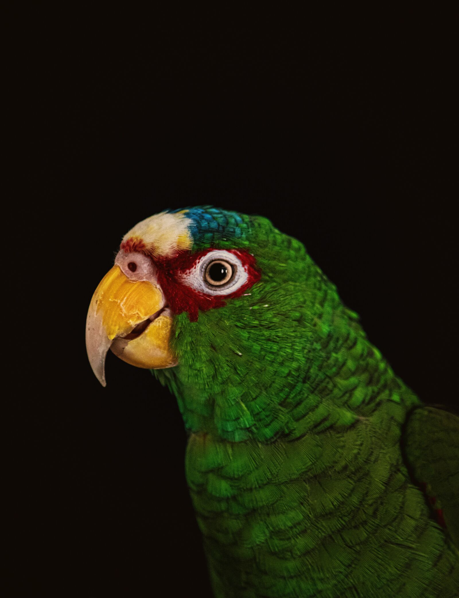 Nikon D5500 sample photo. Birds, perico, budgie photography