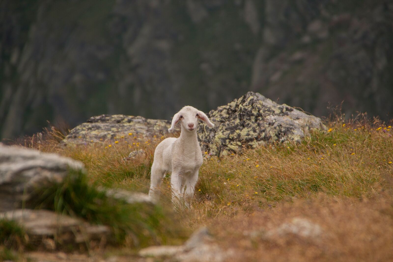 Canon EOS 400D (EOS Digital Rebel XTi / EOS Kiss Digital X) sample photo. Lamb, animal, sheep photography