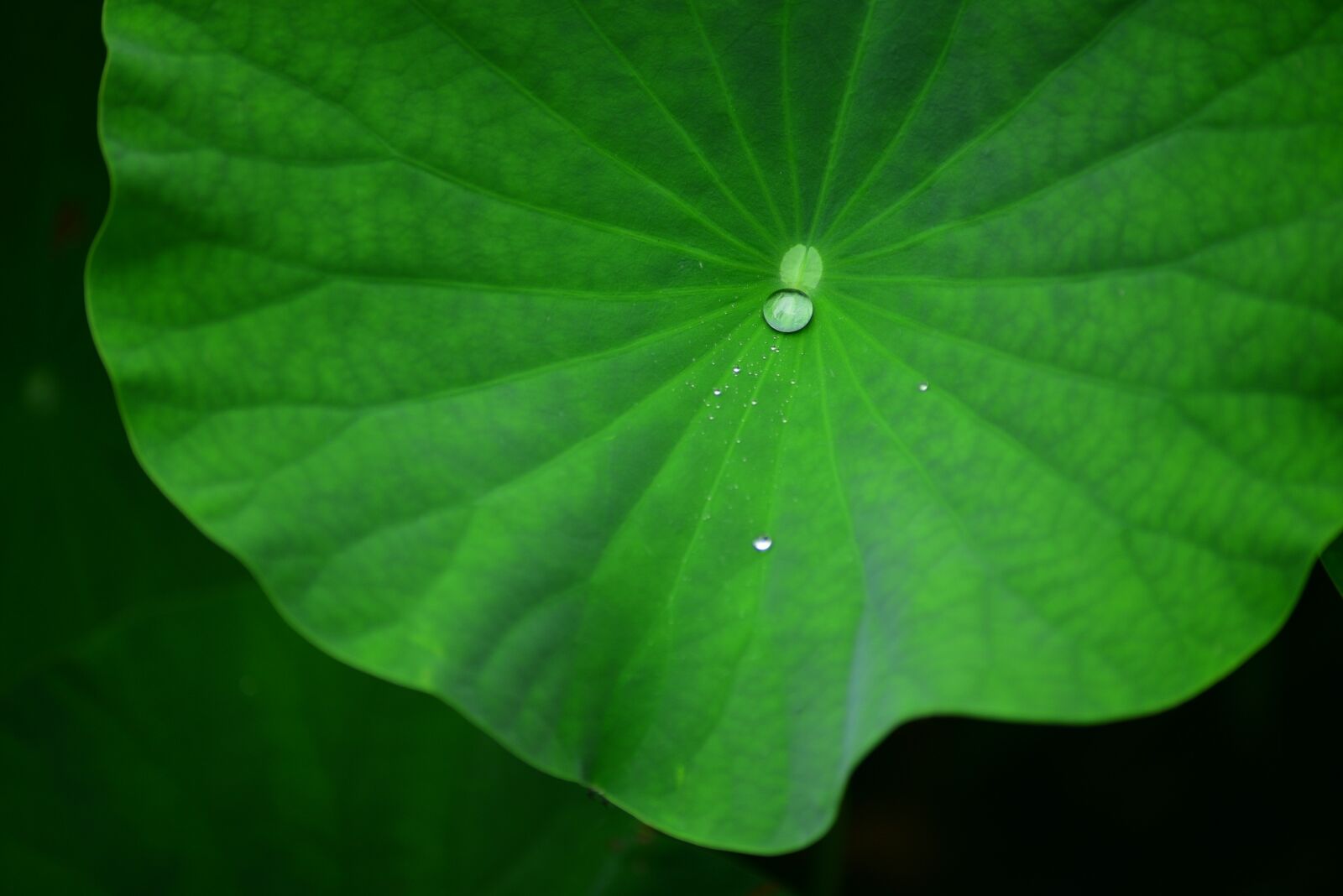 Nikon D750 sample photo. Flower, lotus, plant photography