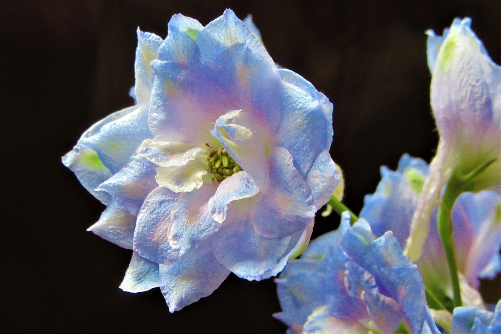 Canon PowerShot SX610 HS sample photo. Flower, colors, blue photography