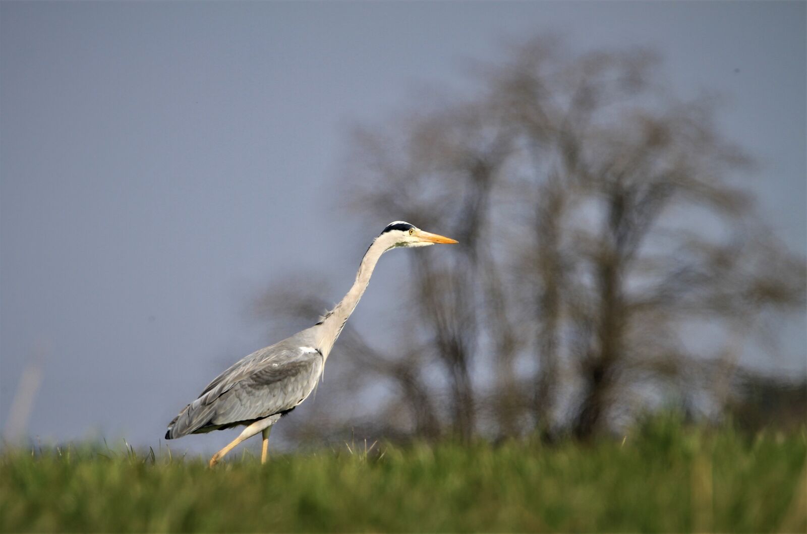 Canon EOS 7D sample photo. Heron, field, tree photography