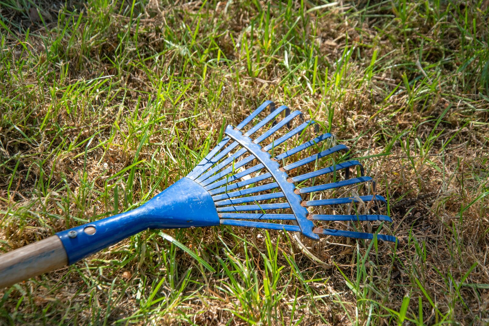 Nikon D5600 sample photo. Leaves broom, raking leaves photography