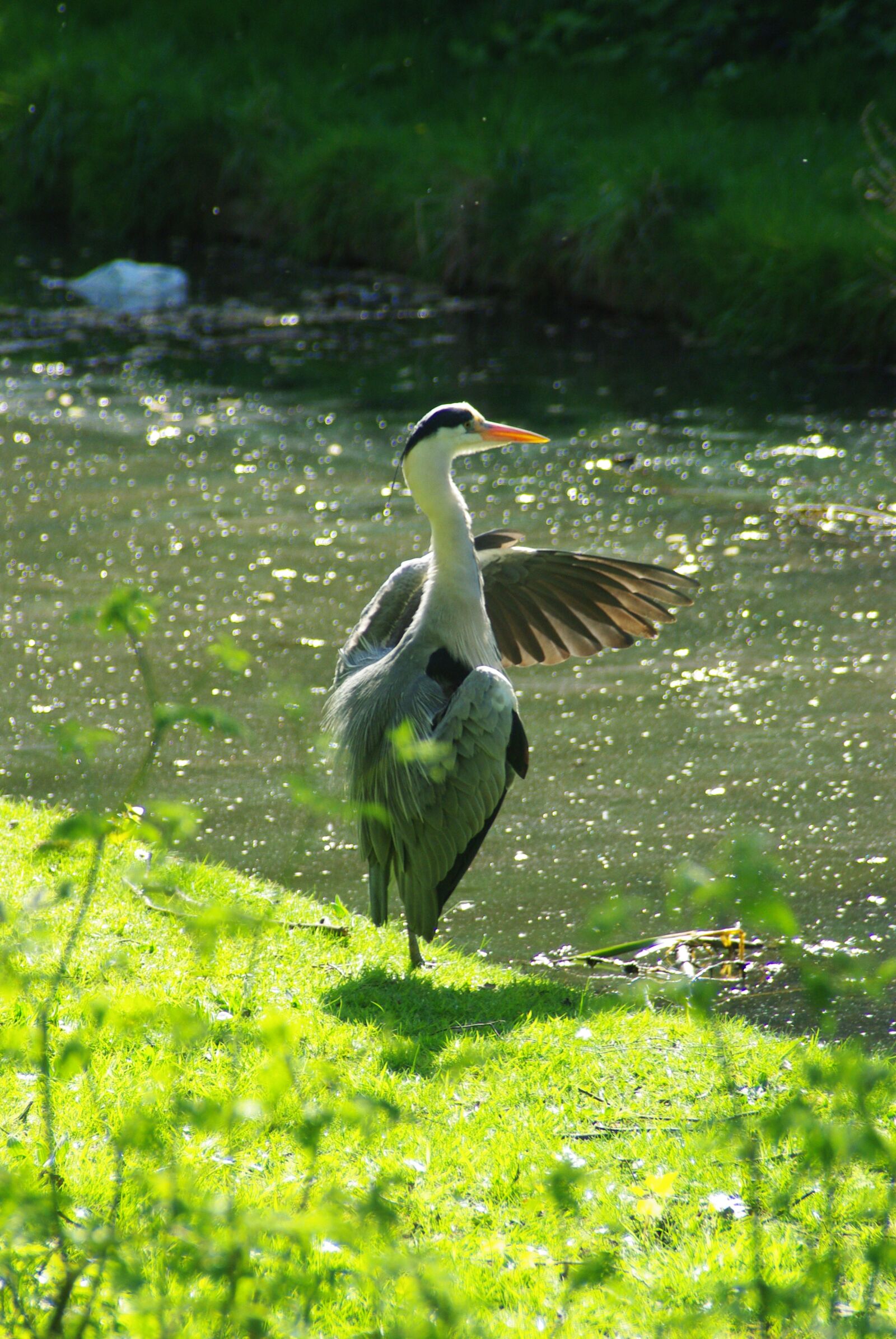 Pentax K200D sample photo. Heron, preening, thamesmead photography