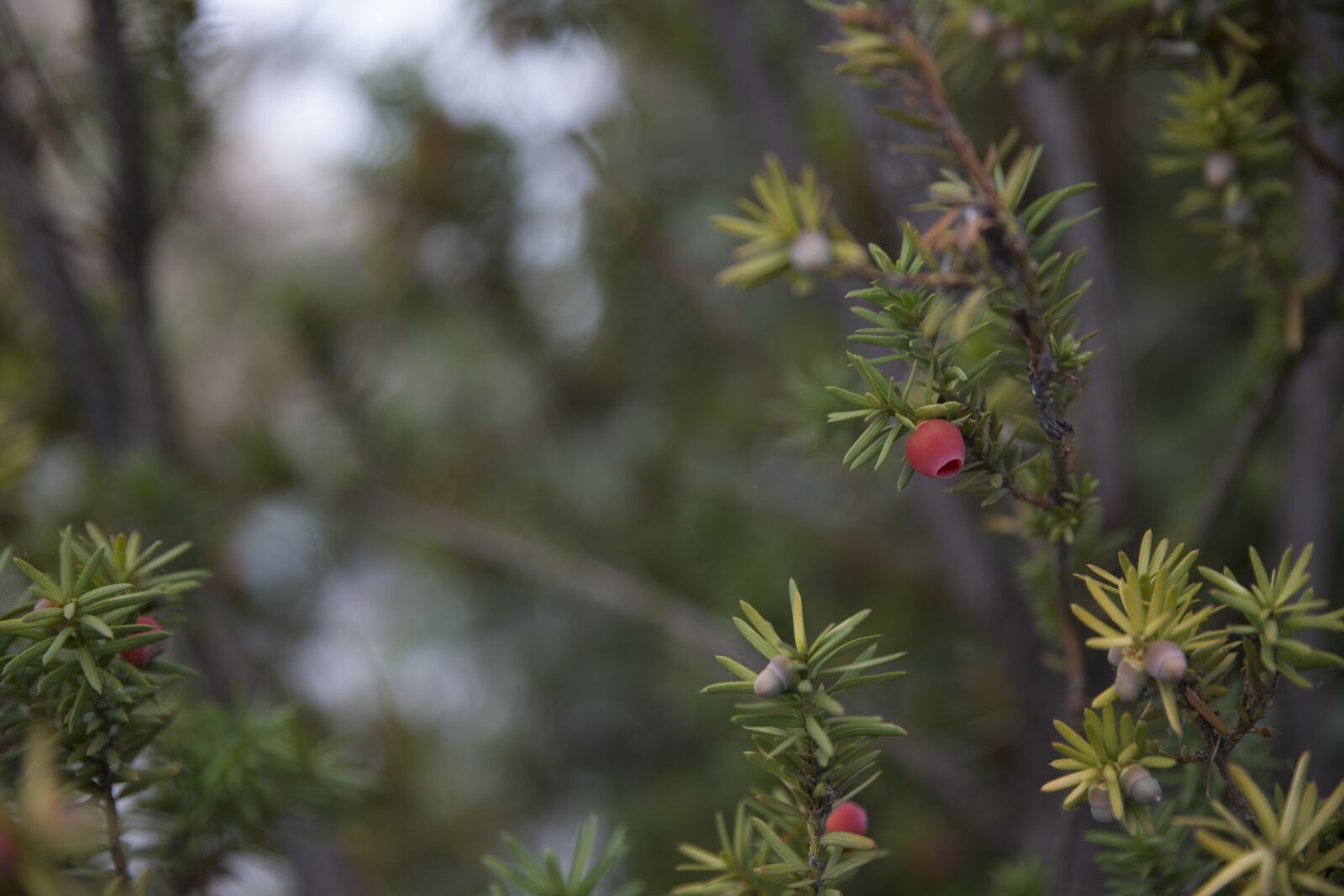 Canon EOS 6D sample photo. Fruits, branches, nature photography