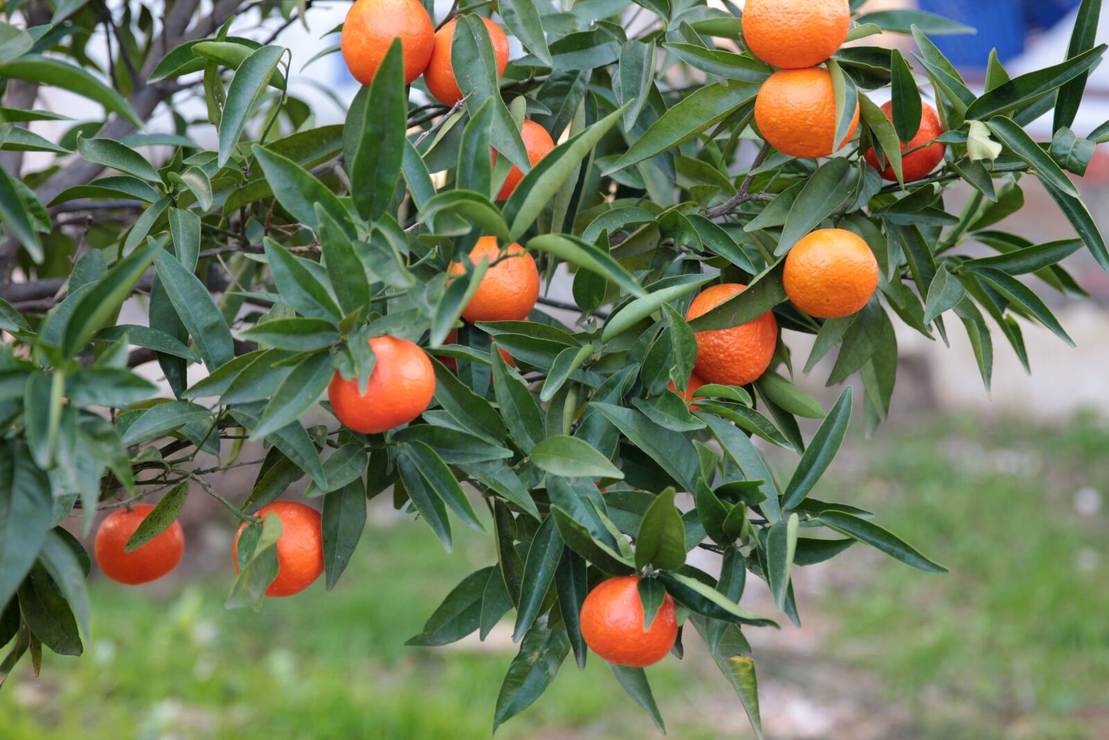 Canon EF 24-70mm F2.8L II USM sample photo. Fruit, tangerine, citrus photography