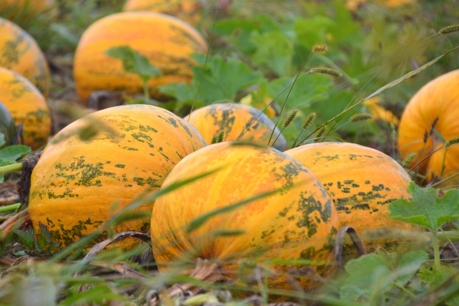 Nikon D3100 sample photo. Pumpkin, pumpkin box, autumn photography