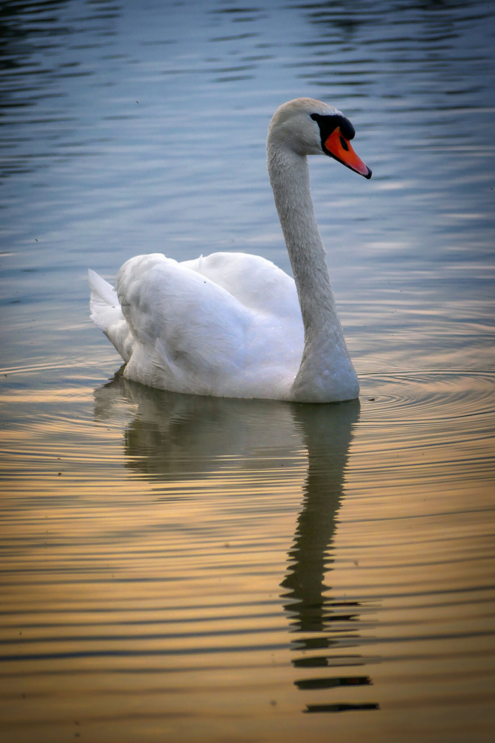 Panasonic Lumix DMC-GX8 sample photo. Lake, abendstimmung, water photography