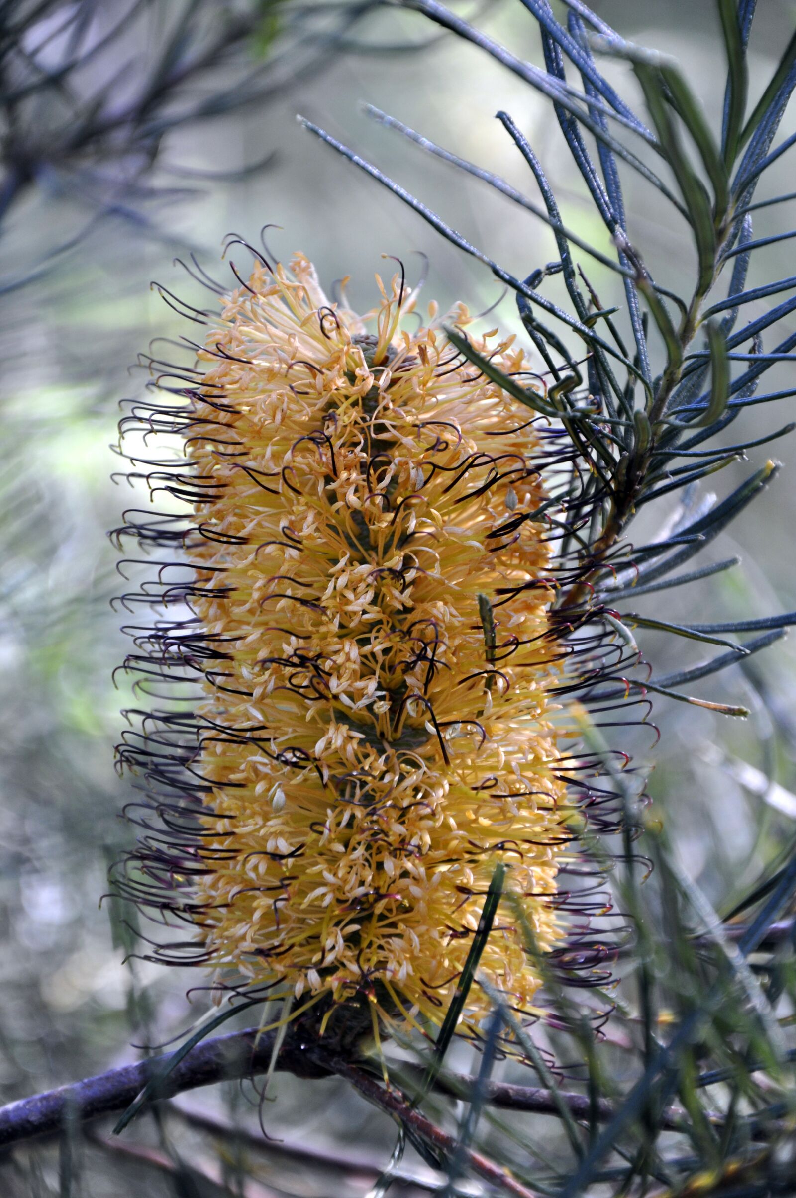 Nikon D90 sample photo. Yellow, flower, banksia photography