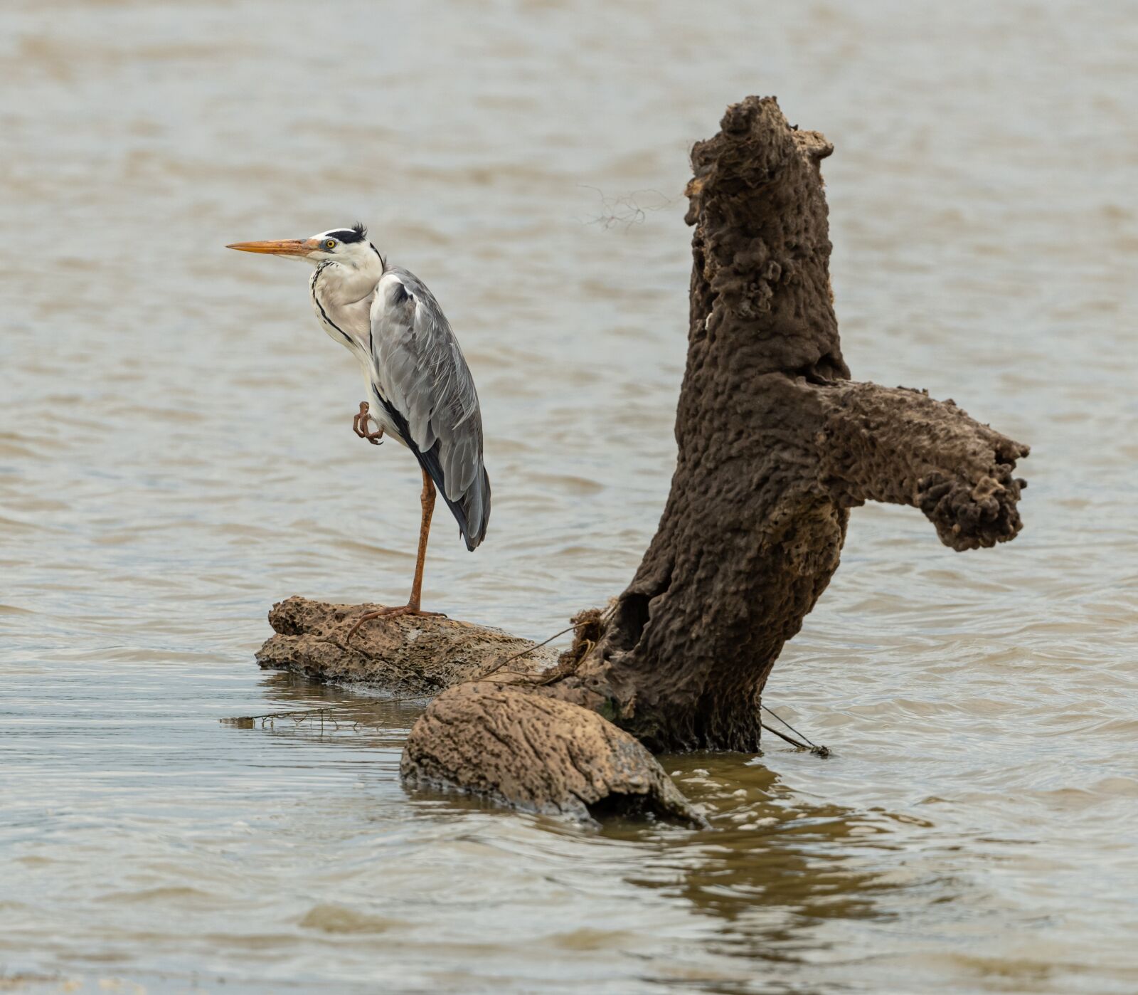 Nikon D850 sample photo. Heron, gray, standing photography