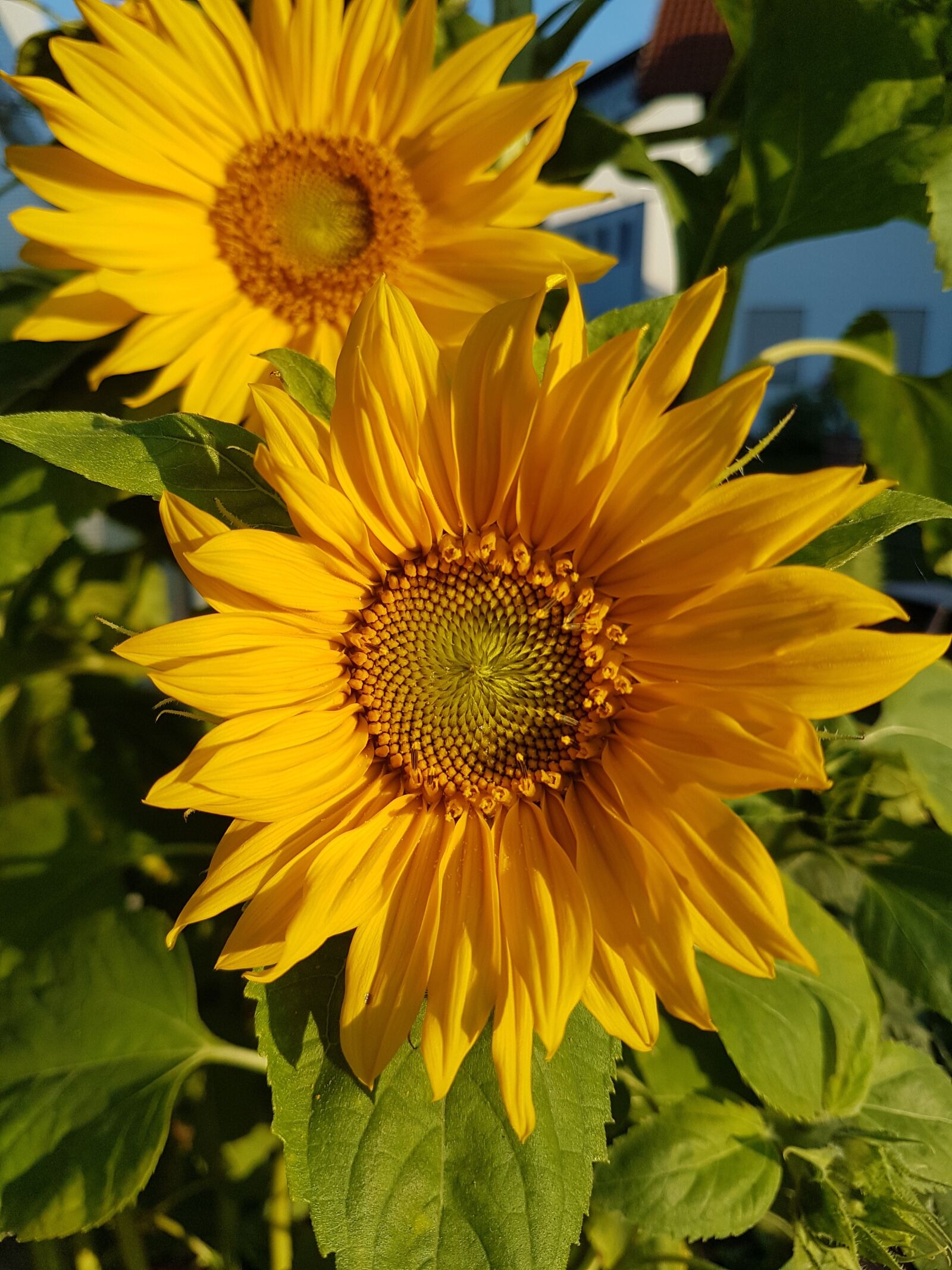Samsung Galaxy S7 sample photo. Nature, plant, summer photography