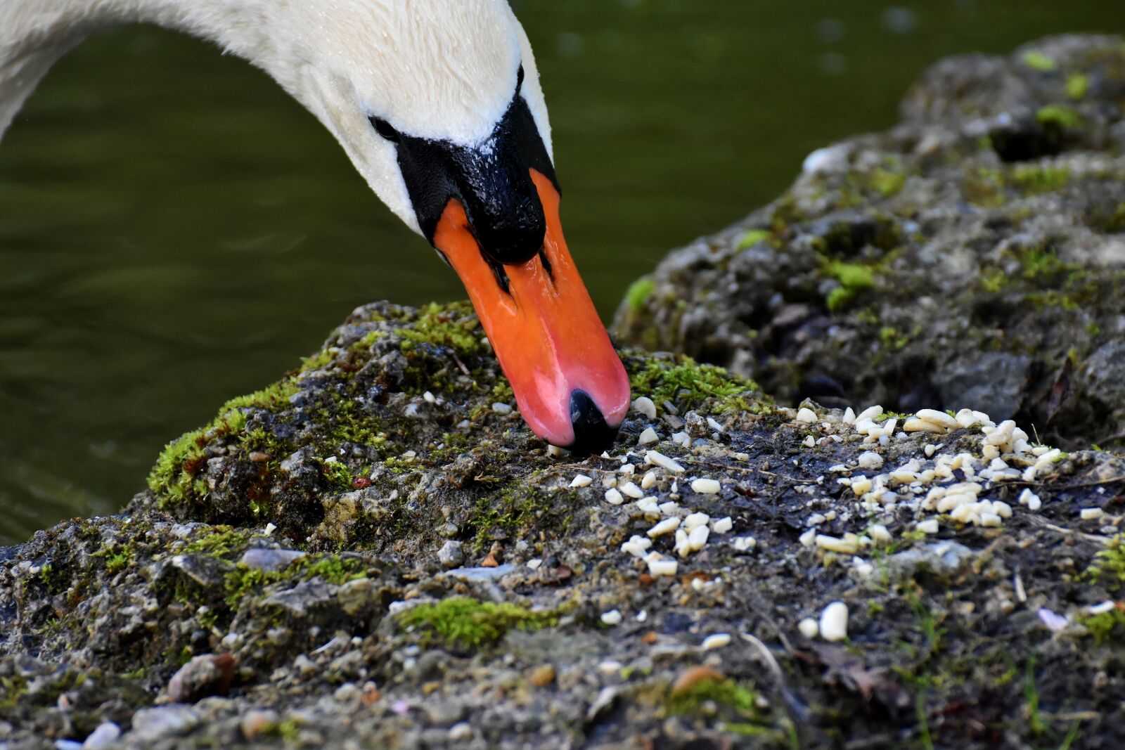 Nikon D7200 sample photo. Swan, eat, elegant photography