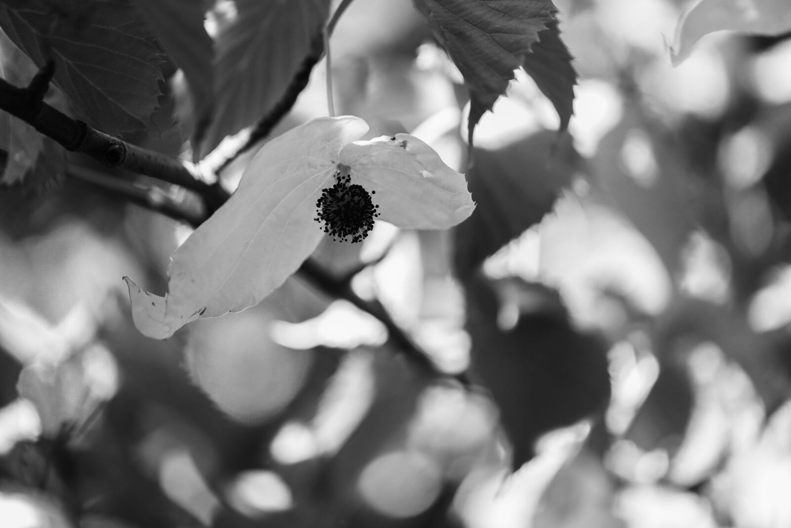 Canon EOS R sample photo. Davidia involucrata, tree, l photography