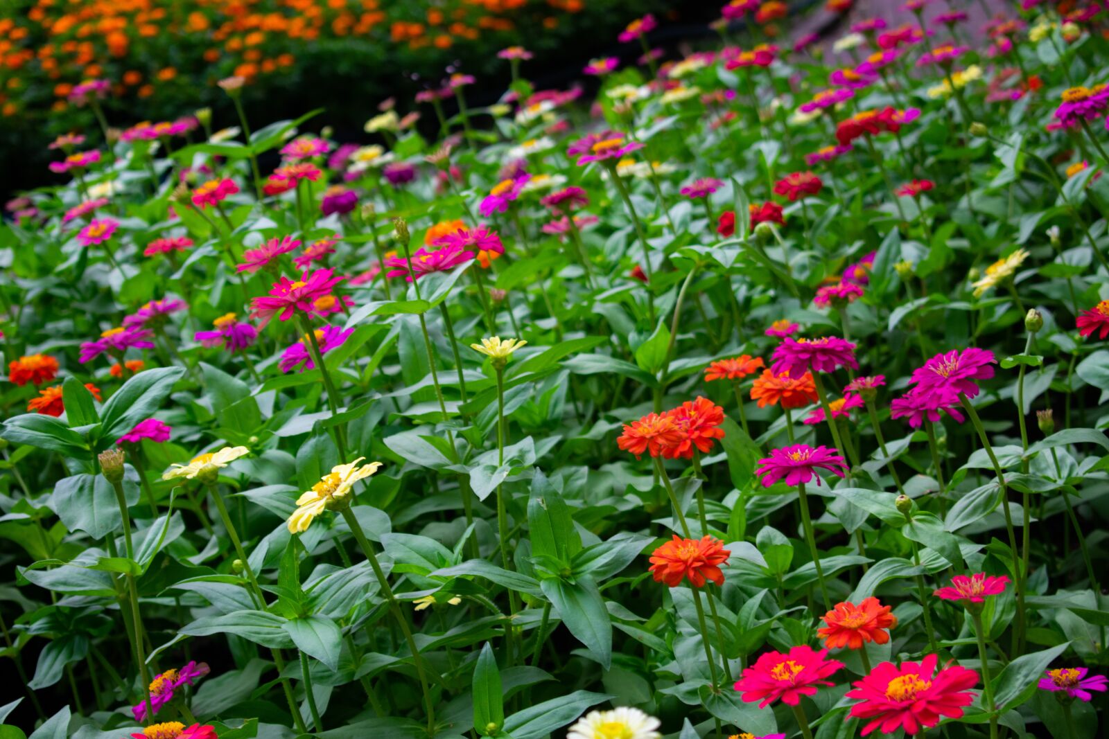Nikon D3400 sample photo. Flowers, nature, green photography