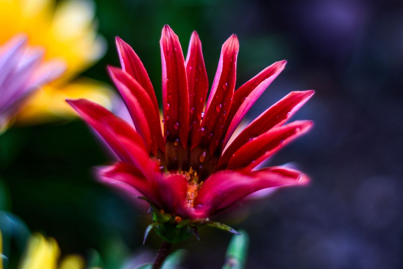 Nikon D3400 sample photo. Flower, beautiful, nature photography
