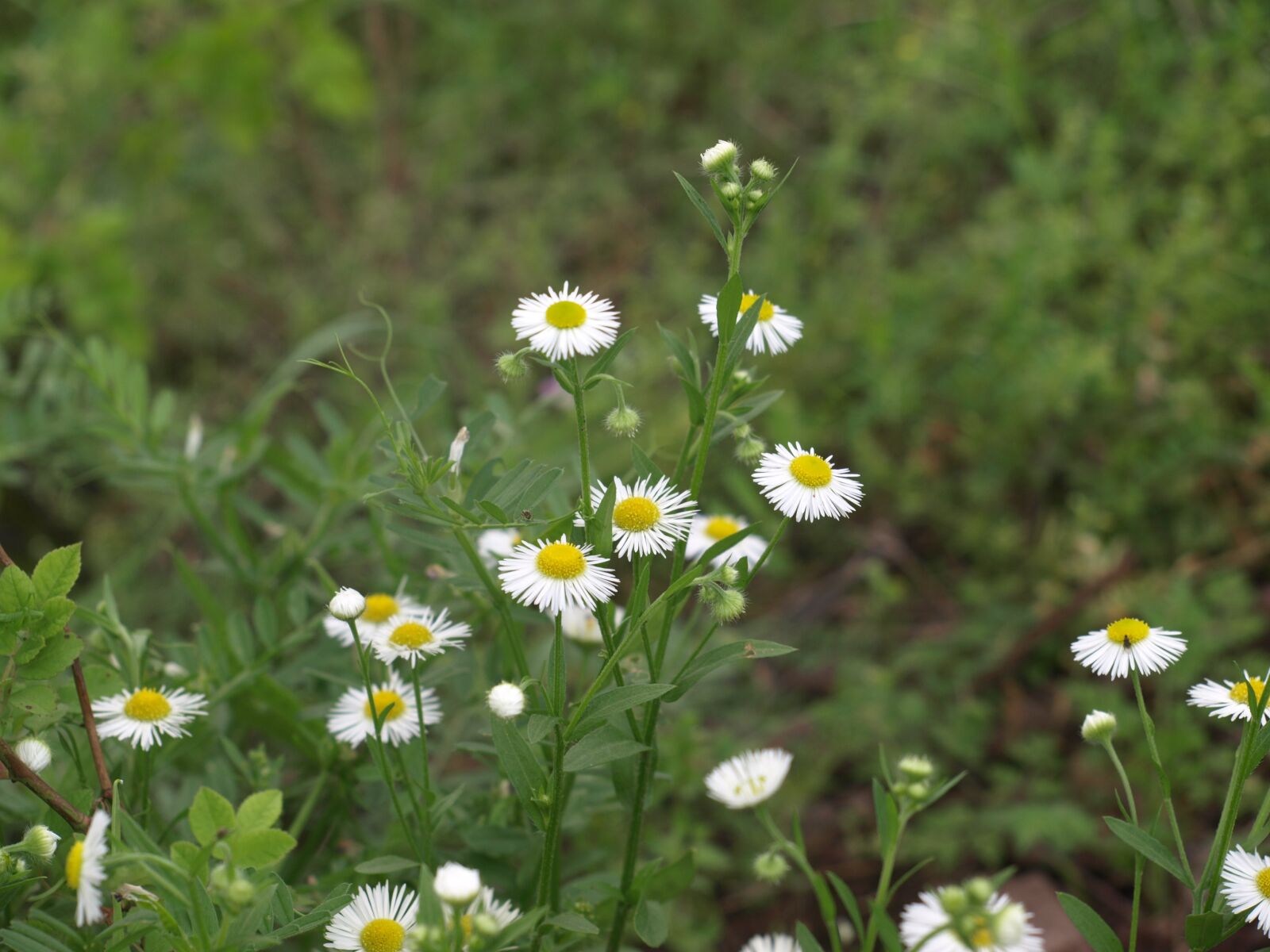 Olympus E-510 (EVOLT E-510) sample photo. Plant, flower, natural photography