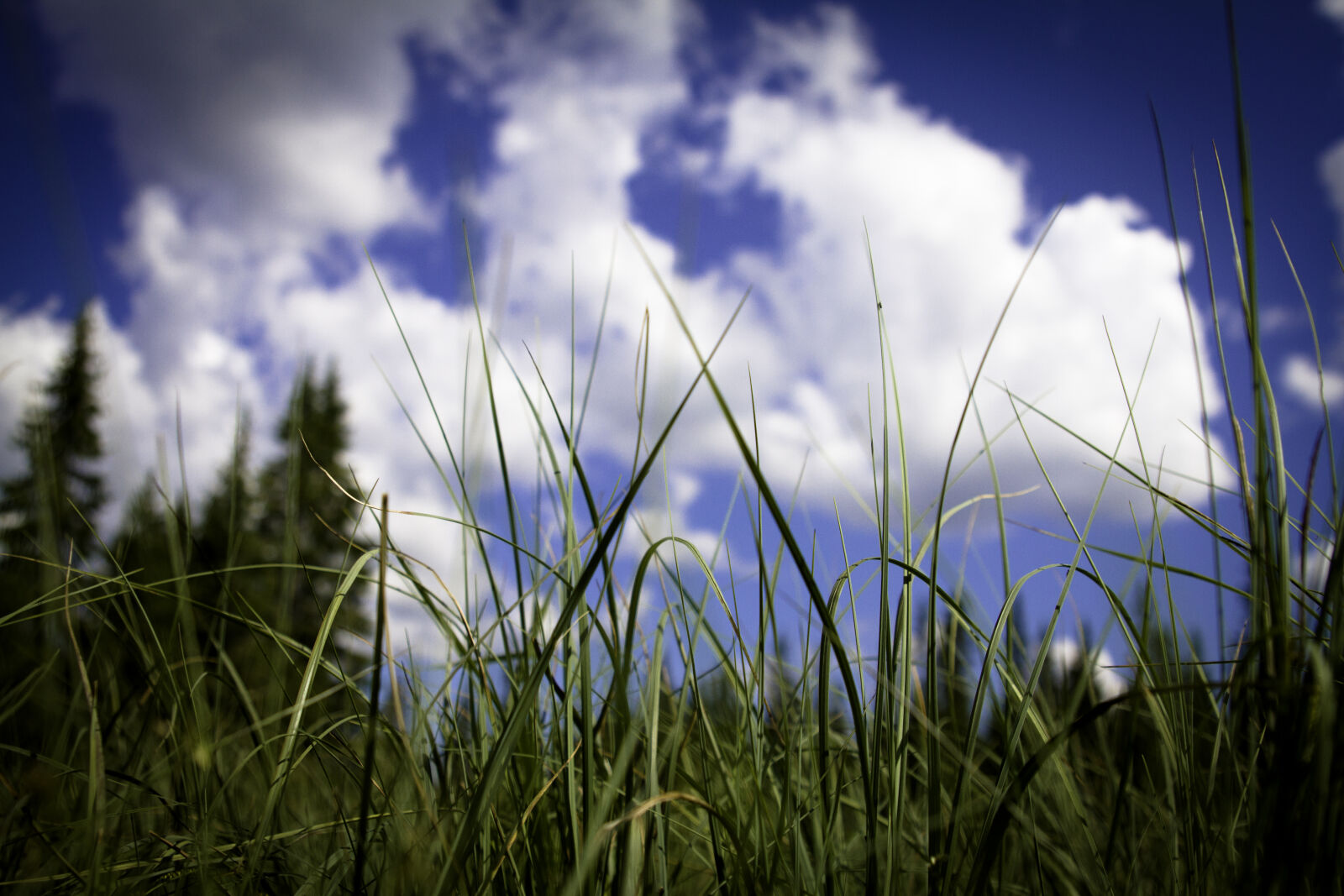 Canon EOS 7D sample photo. Clouds, grass, nature, straw photography