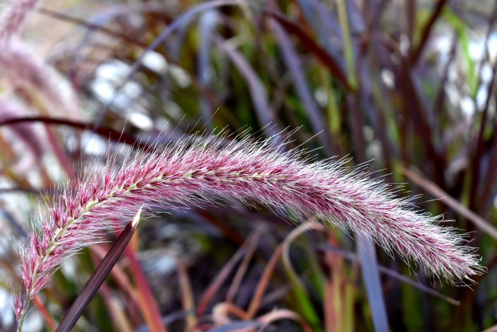 Nikon D3400 sample photo. Grass, purple fountain grass photography
