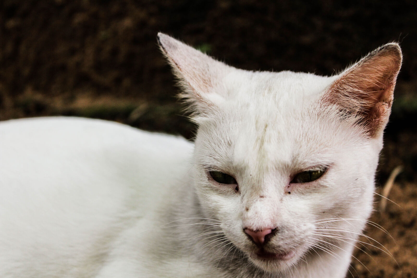 Canon EOS 1300D (EOS Rebel T6 / EOS Kiss X80) sample photo. Animal, biology, cat, closeup photography