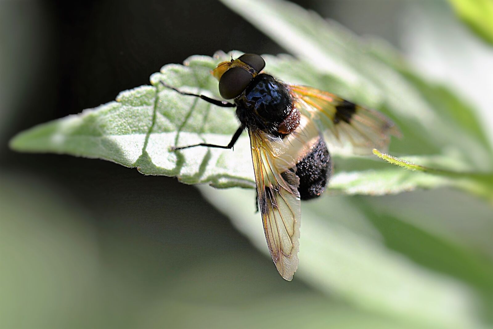 Nikon D610 sample photo. Forest schwebefliege, insect, fly photography