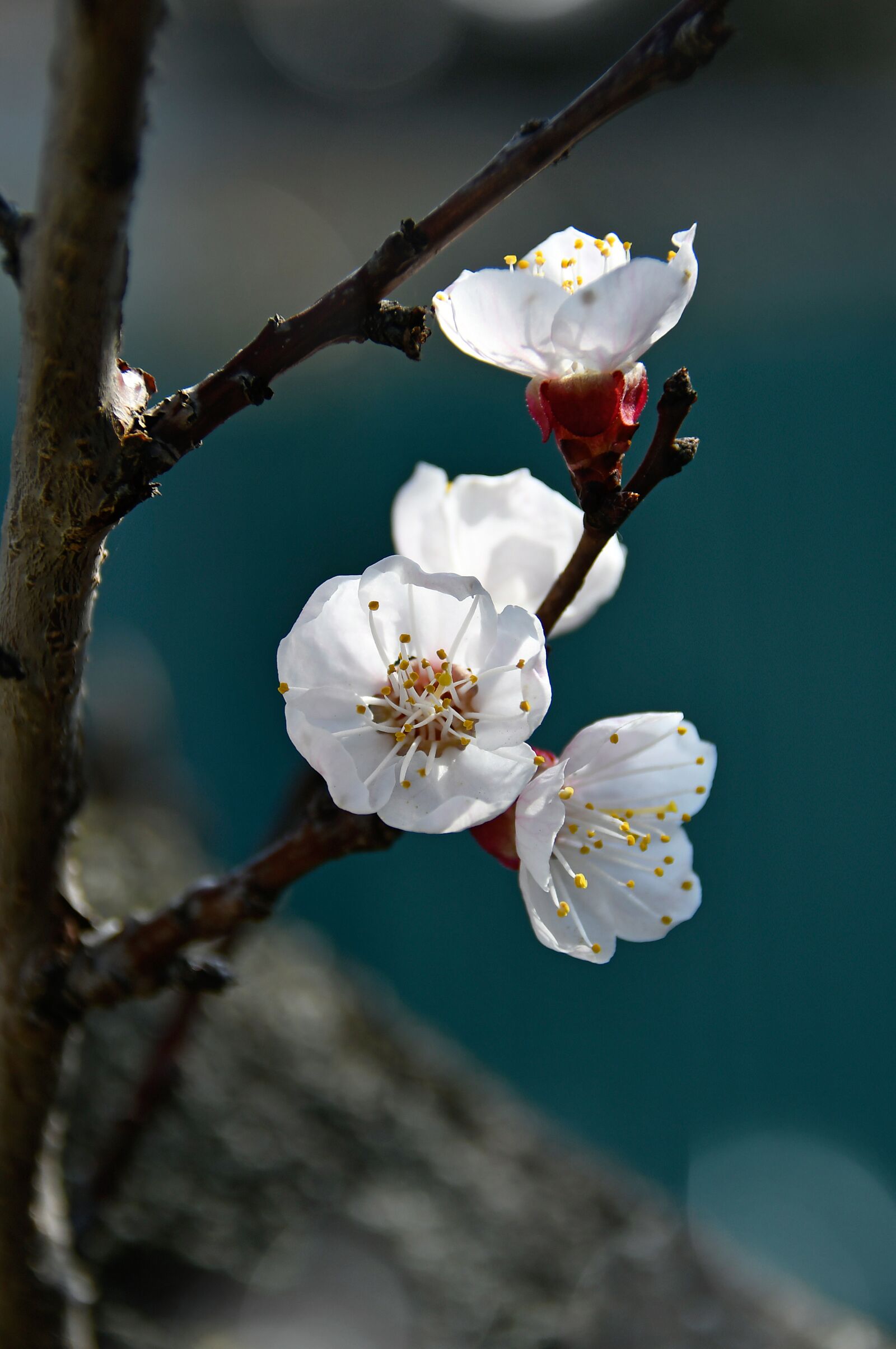 Nikon D3200 sample photo. Spring, cherry blossom, bloom photography