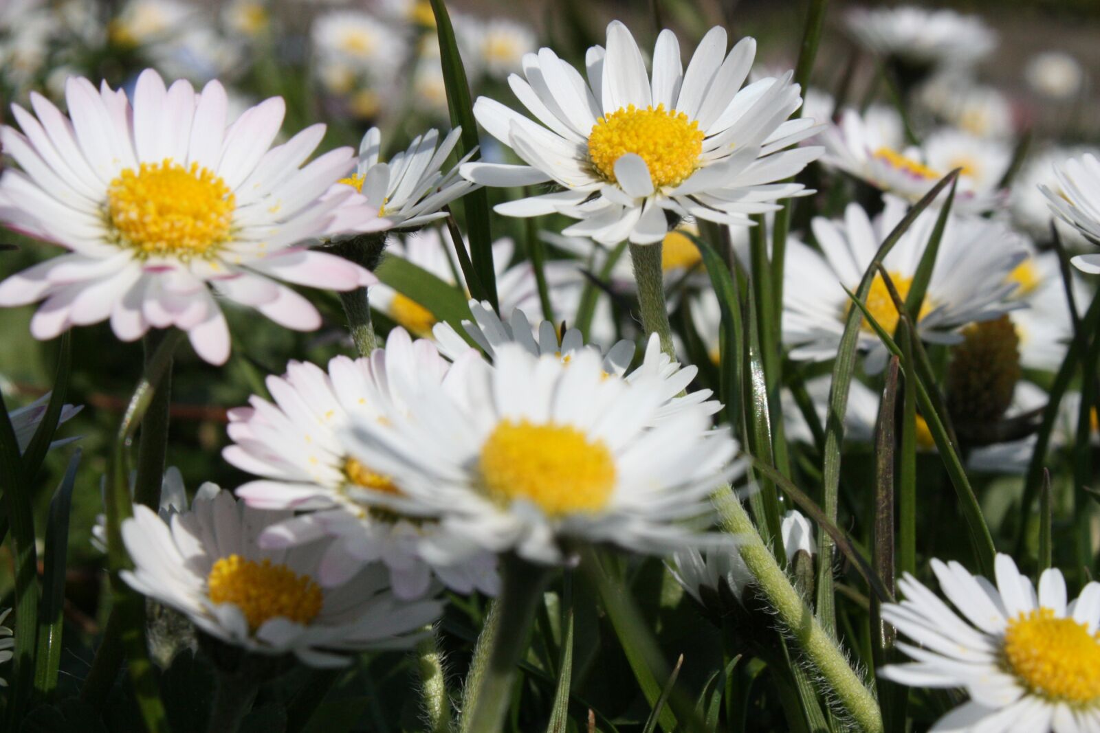 Canon EOS 450D (EOS Rebel XSi / EOS Kiss X2) sample photo. Daisies, spring, flowers photography