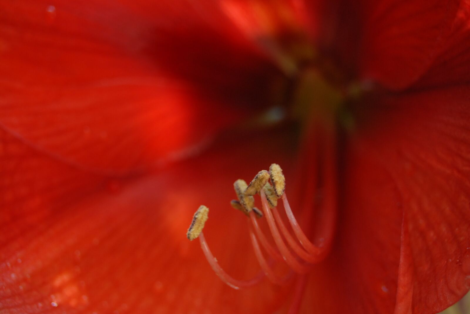 Nikon D200 sample photo. Flower, flora, garden photography