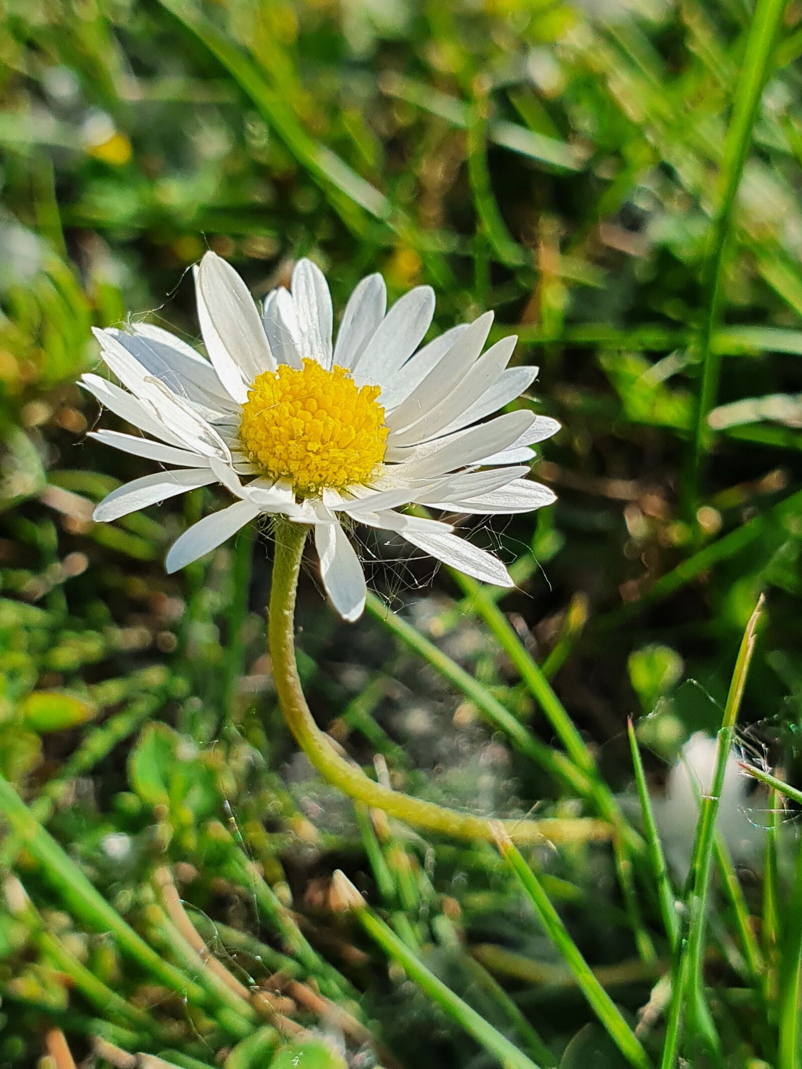 Samsung Galaxy S10+ sample photo. Meadow, daisy, flower meadow photography