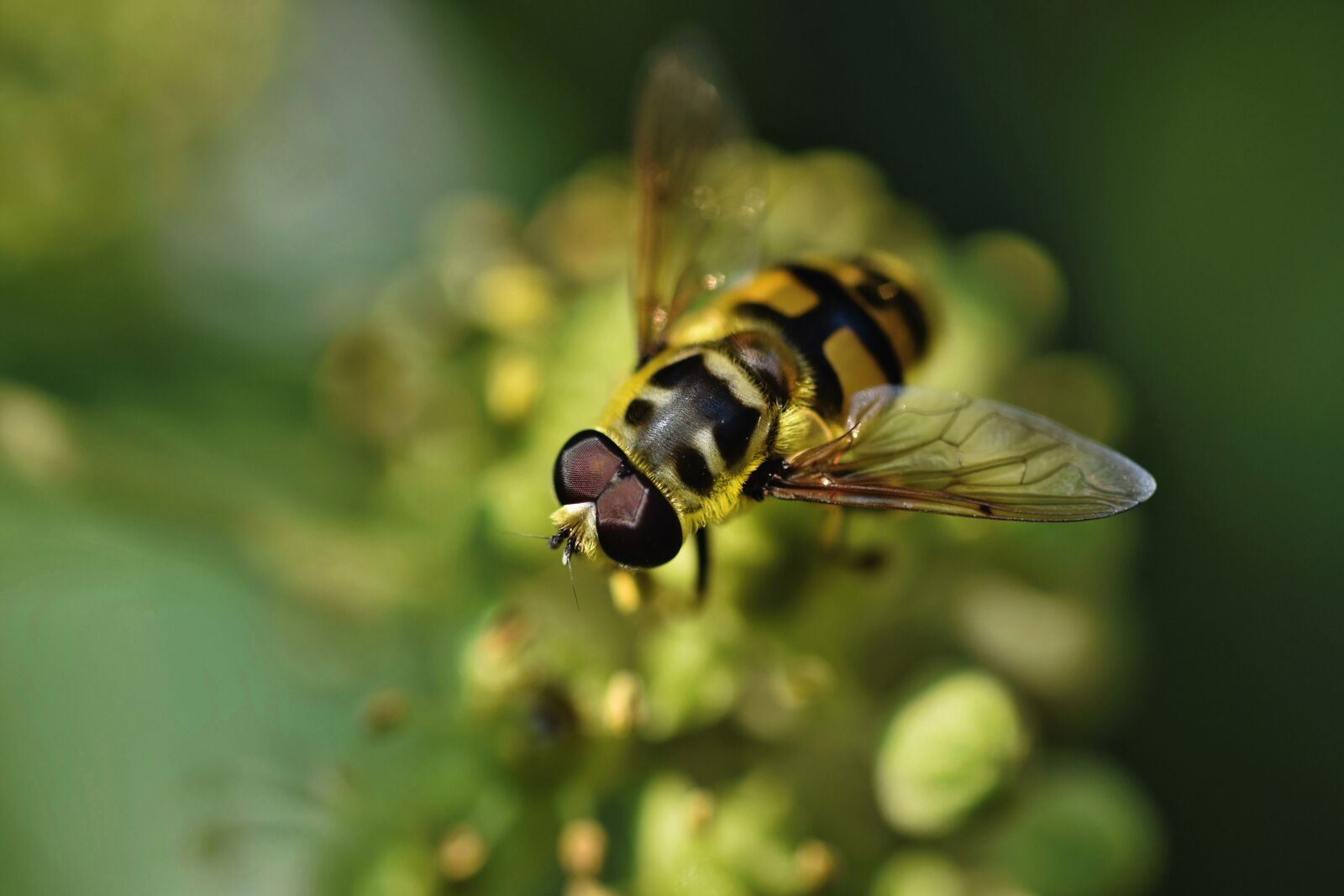 Nikon D7200 sample photo. Hoverfly, fly, insect photography